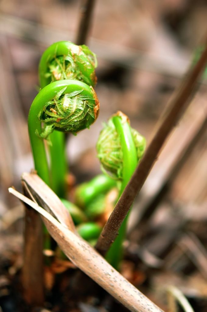 Fiddleheads