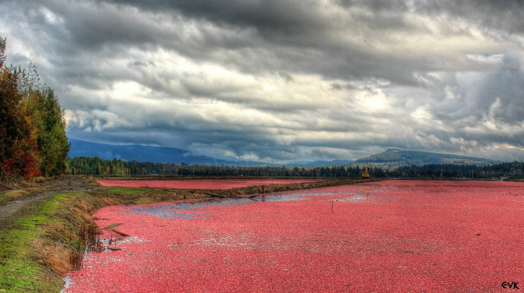 Newfoundland And Labrador Cranberries